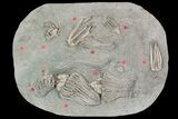 Spectacular, Crinoid Plate ( species) - Crawfordsville #92502-1